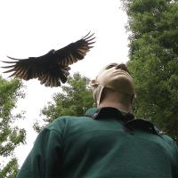 Crow attacking man in mask