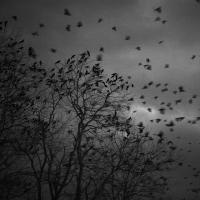 American Crow roost