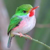 Cuban Tody