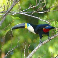 Cuvier's Toucan, "froot loops" bird?