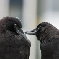 A Pair of crows, their heads turned toward each other, one touching the other with its beak.