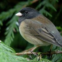 Dark-eyed Junco in cedar tree