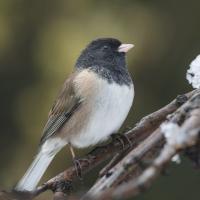 A Dark-eyed Junco sitting on a snowy branch