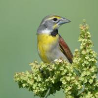 A Dickcissel bird looks to its left, its grey head sporting a yellow streak above its dark eye. Its breast is lemon-yellow and the wing is brown with black edging.