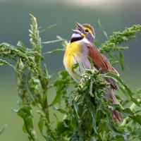 Dickcissel singing