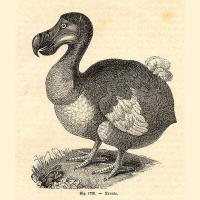 Illustration of a Dodo bird