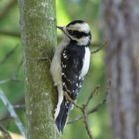 Female Downy Woodpecker