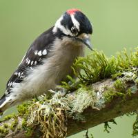 Downy Woodpecker