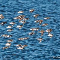 Dunlin flock in flight