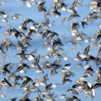 Flock of Dunlin