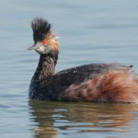 Eared Grebe