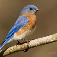 Eastern Bluebird