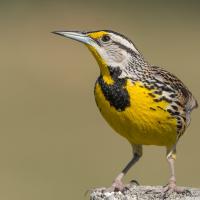 A bird with a bright lemon yellow breast, black bib, striped head and long sharp beak stands perches on a fencepost in the sunlight.