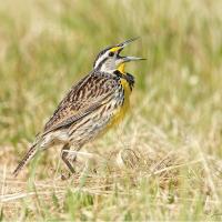 Eastern Meadowlark