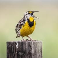 Eastern Meadowlark singing