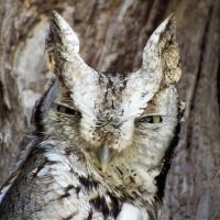 Eastern Screech Owl