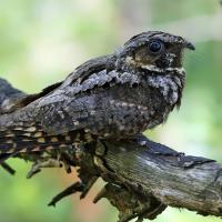 Eastern Whip-poor-will perched on branch