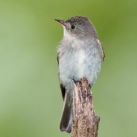 A small slender bird with short pointed beak, pale breast and grey-brown head sits atop a broken branch, against a diffused green background.