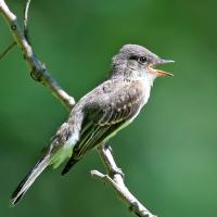 Eastern Wood-Pewee singing