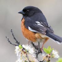 Eastern Towhee