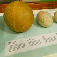 A display of eggs at the Natural History Museum, London, showing variation in size, the largest three are from left to right - elephant bird, moa, ostrich