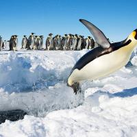 Emperor Penguin launches out of the water