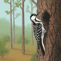 Two Red-cockaded Woodpeckers on the trunk of a tree.