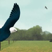 A Swallow-tailed Kite flying close to the ground, past a cow and a tractor in a rural landscape.