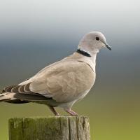 Eurasian Collared Dove at Hayton Reserve