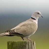 Eurasian Collared-Dove