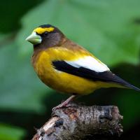 Evening Grosbeak