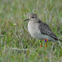 A Buff-breasted Sandpiper with identification bands on its legs stands in a grassy pasture