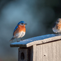 Two Eastern Bluebirds stand on top of a nest box