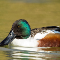 Northern Shoveler swims in water