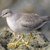 Closeup of Wandering Tattler standing on rocks, facing left