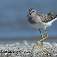 A Lesser Yellowlegs walks along a beach on a sunny day