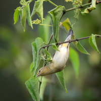 A Tennessee Warbler perches upside down on a branch looking for food