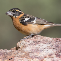 A Black-headed Grosbeak perches on a rock facing left