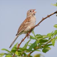 Field Sparrow