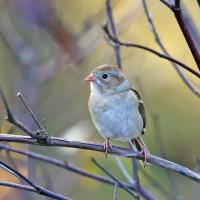 A Field Sparrow faces the viewer, head turned to its right, showing its pale beige front, brown wing edge, grey stripe across its forehead, pink beak and legs.