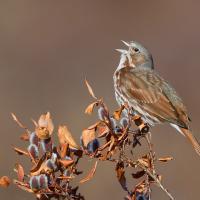 Fox Sparrow with its head tipped back, beak open as it sings while perched on a branch. 