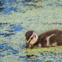 Gadwall duckling swimming and "dabbling" its beak into the water