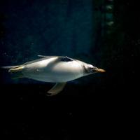 A Gentoo Penguin in dark water, swimming toward the right of the image, its body lit by filtered light from above.