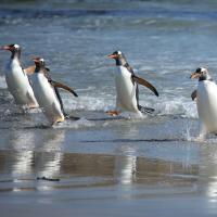 Gentoo Penguins