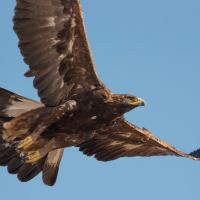 Golden Eagle in flight