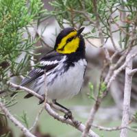 Golden-cheeked Warbler male