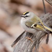 A Golden-crowned Kinglet perched on a branch, its tiny round body accented with gold stripes on wing and a streak of gold feathers on its head