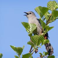 Gray Catbird