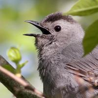 A Gray Catbird with soft light gray plumage and dark eye, its short sharp beak open as it calls