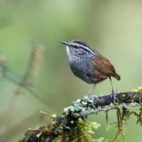 Gray-breasted Wood-Wren in Oaxaca, Mexico